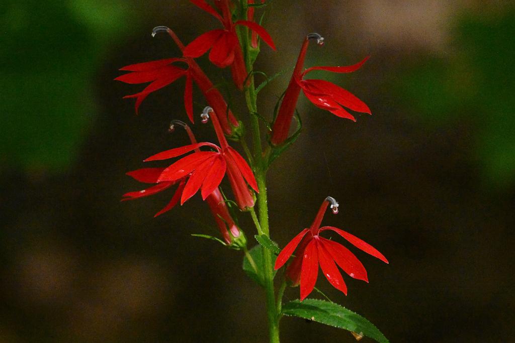 2025-08190141 Tower Hill Botanic Garden, MA.JPG - Cardinal Flower. New England Botanic Garden at Tower Hill, MA, 8-19-2025